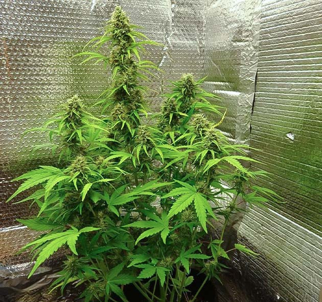 Куст марихуаны Wedding Cake Auto Запах Wedding Cake Auto при выращивании