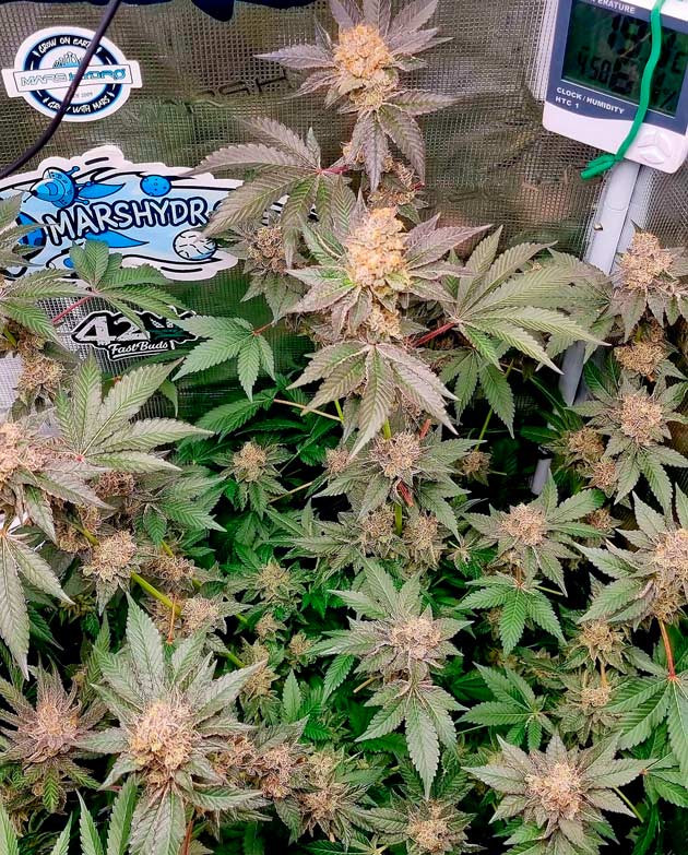 12 неделя выращивания каннабиса