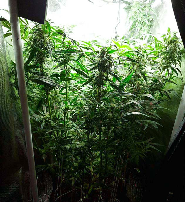 Цветение куста Auto Cinderella Jack