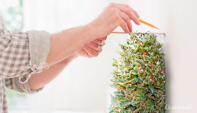 Почему автоцвет медленно цветет Проблемное цветение автоцветущих сортов