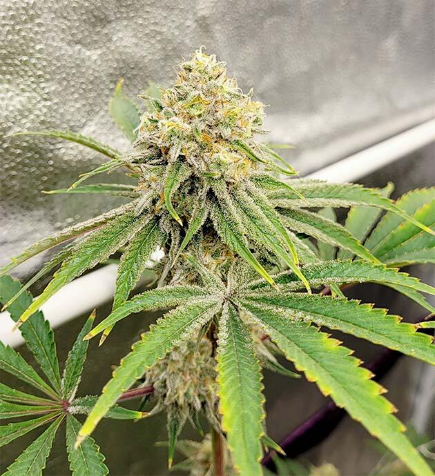 Конопля ростом 70 см