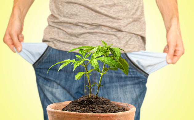 Траты на первый гров Дороговизна первого выращивания конопли