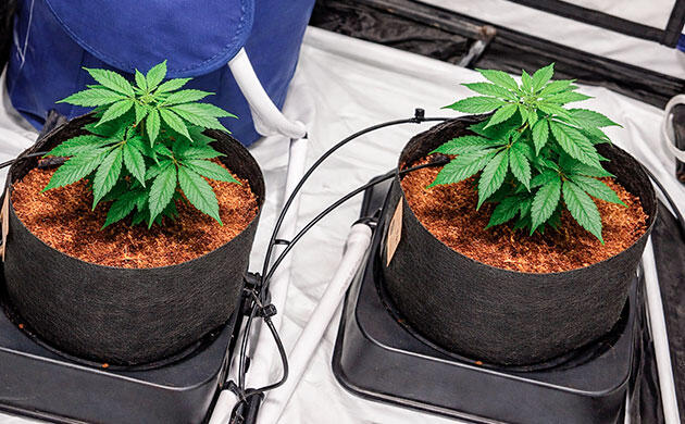 Кокосовое волокно как субстрат для гидропонного выращивания конопли