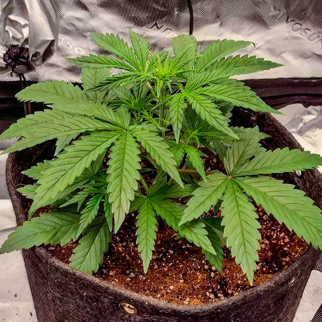 Марихуана ростом 22 см