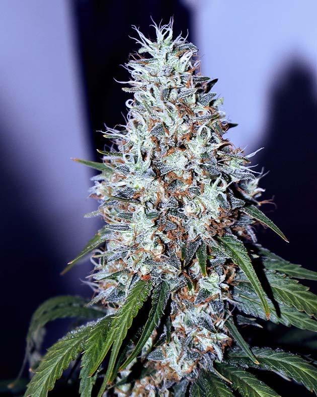 Увеличение яркости и блокировка питания