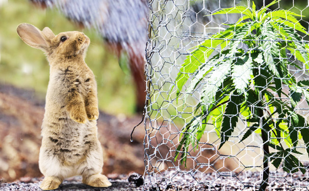 Защита кустов конопли от животных Железная сетка для защиты кустов каннабиса