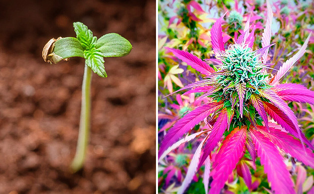 Влиянии фазы развития на окрас каннабиса Цвет конопли в зависимости от стадии роста