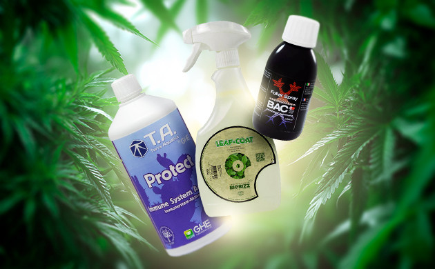 LeafCoat, Foliar Spray и Protect — укрепление иммунитета марихуаны