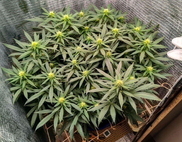 Куст Astral на стадии цветения