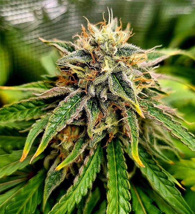 Bruce Banner Auto: подготовка к уборке урожая Последний этап выращивания Bruce Banner Auto