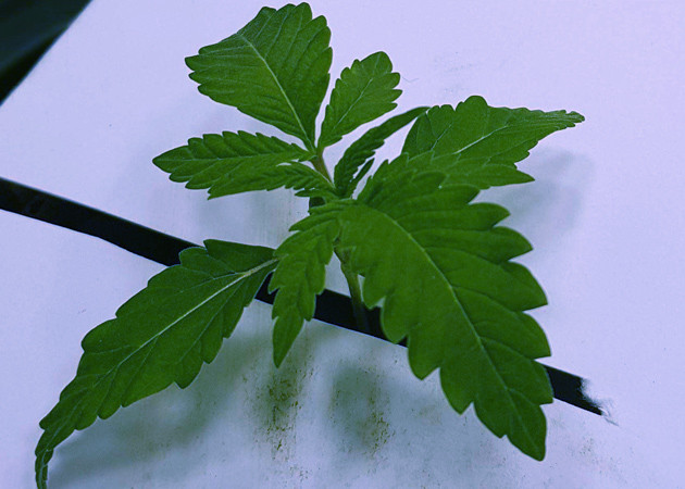 Росток в гидропонной установке