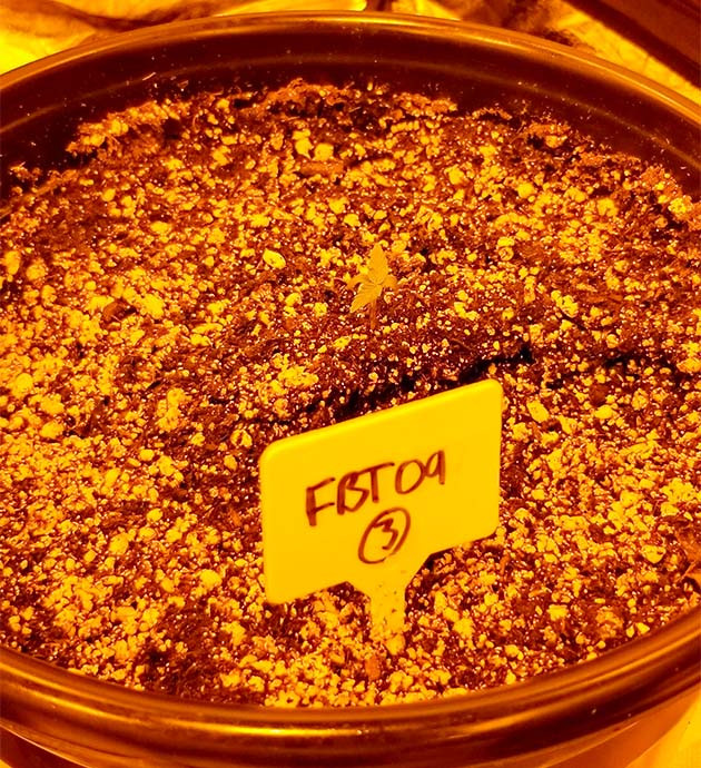 Проращивание Original Auto Sour Diesel Проращивание семян конопли Original Auto Sour Diesel