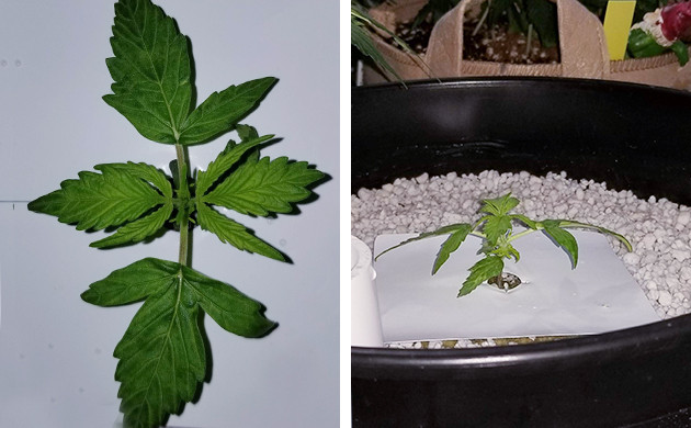 Растишка после высадки в горшок