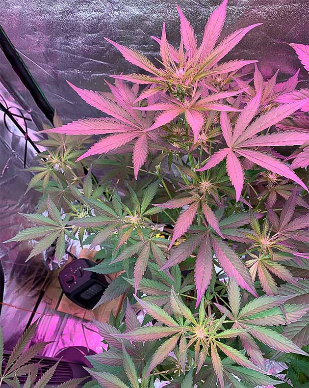 Стимуляция цветения сорта Purple Lemonade Auto Перевод на цветение растения Purple Lemonade Auto