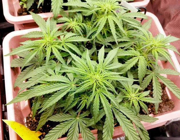 Куст Godfather OG Auto от 7CH American на 5 неделе