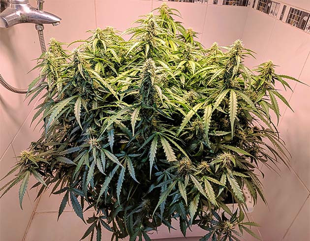 Цветение куста Johnny Cage Auto