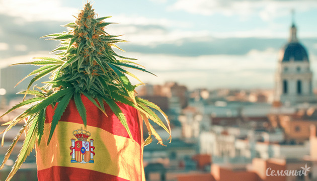Марихуана в Испании: мифы и реальность
