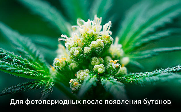 Переход фотопериодных сортов к цветению