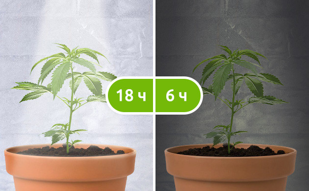 Режим освещения18/6