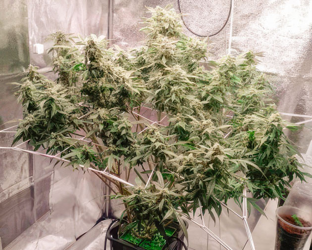 Куст Auto Orange Bud от Dutch Passion на 12 неделе