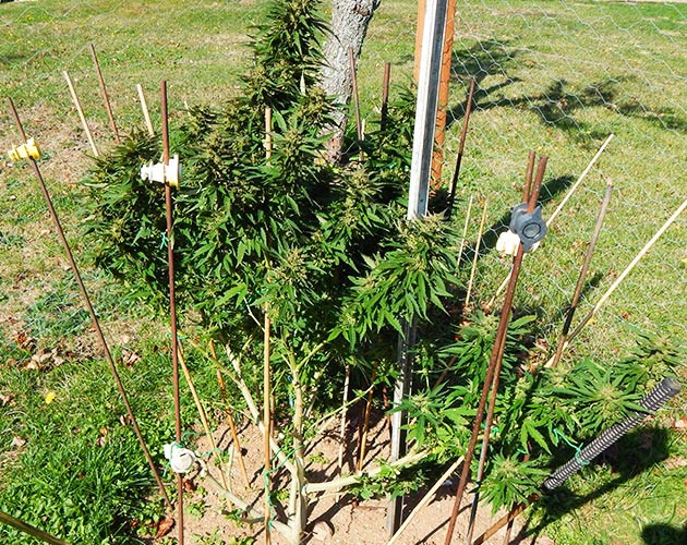 Куст каннабиса перед харвестом