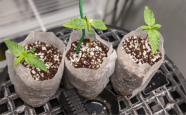 Проращивание Gelato Auto в торфяных таблетках Проращивание семян конопли Gelato Auto