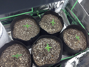 Ростки марихуаны Gorilla Auto