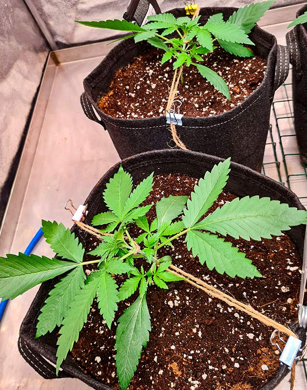 Выращивание куста Cherry Cola Auto fem Выращивание марихуаны Cherry Cola Auto fem