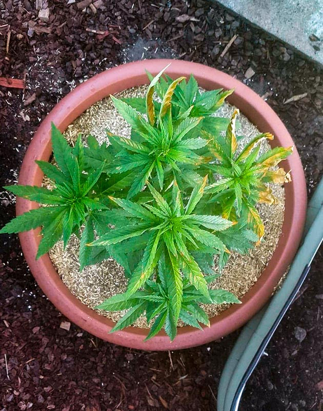 Стимуляция роста куста Pineapple Chunk