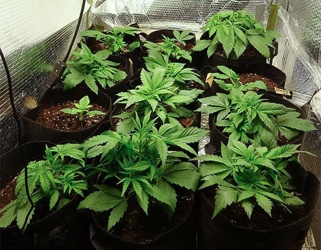 Перевод на цветение растения Wedding Cake Auto Подготовка куста Wedding Cake Auto к цветению