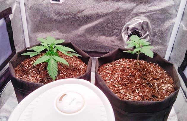 Развитие конопли и микроклимат внутри гроубокса Растишки Florida Sunrise Auto и Pink Rozay Auto на 3 неделе