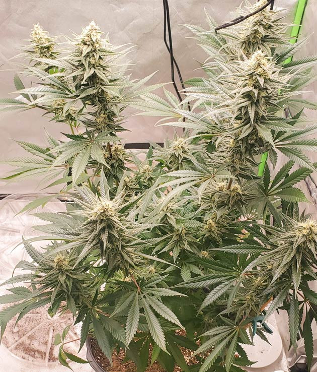 Полив Cafe Racer: помощь друга