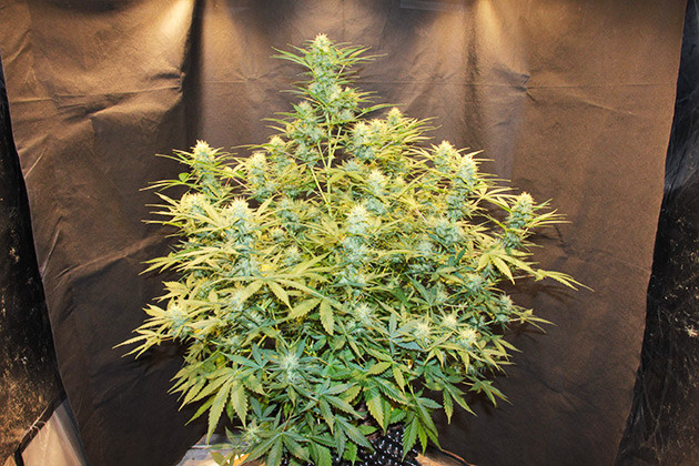 Формирование соцветий Куст на 9 неделе выращивания