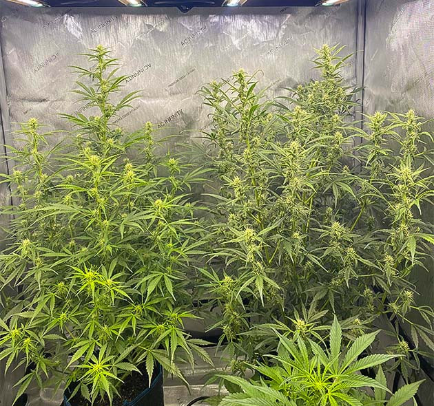 3 неделя цветения сорта Gorilla Punch Auto