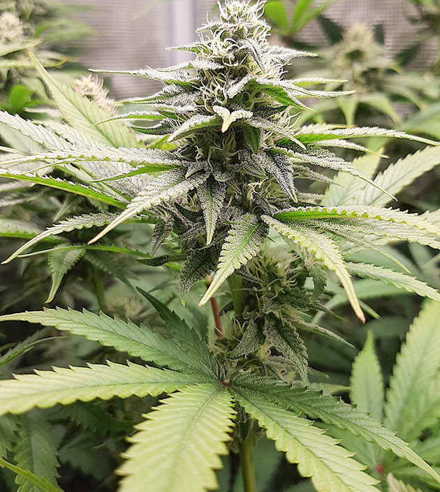 Конопля на 11 неделе роста Формирование соцветий конопли