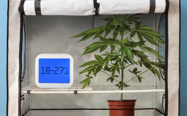 Температура для выращивания конопли