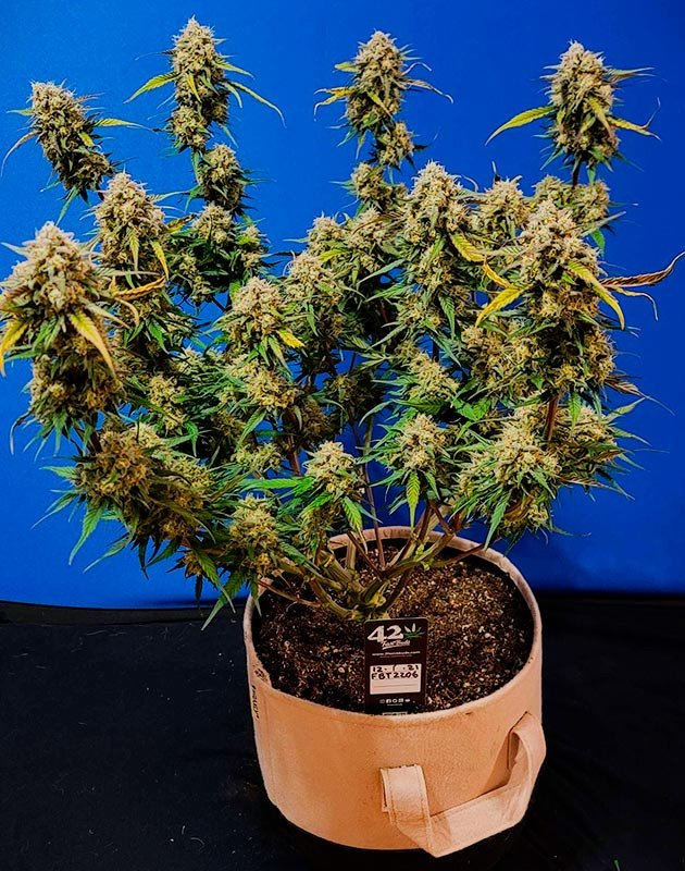 Подготовка к харвесту конопли Gorilla Zkittlez Auto подготовка к харвесту Gorilla Zkittlez Auto