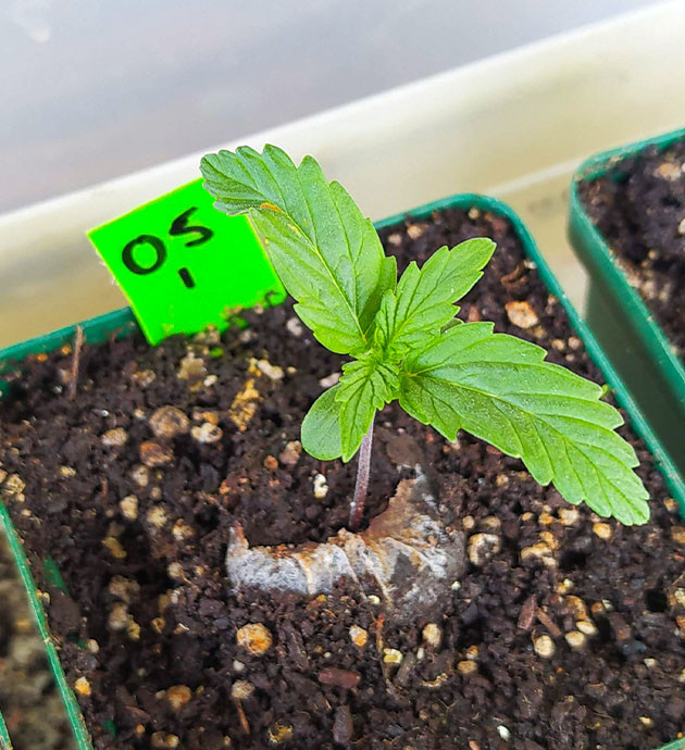 Первая неделя выращивания в индоре Росток в торфяной таблетке посаженной в горшок