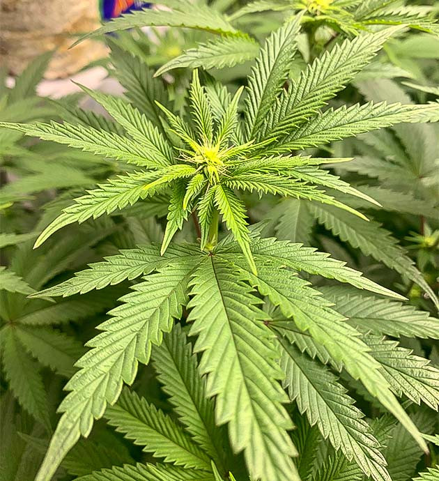 Подкормка Roots Organics для Notorious THC Поднятие света для лучшего роста