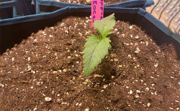 Росток в 12-литровом горшке