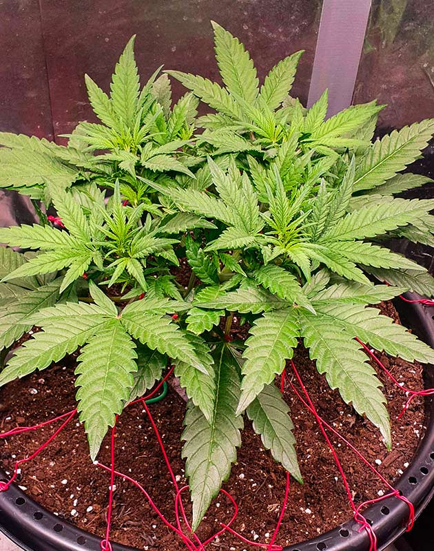 Banana Purple Punch Auto ростом 38 см