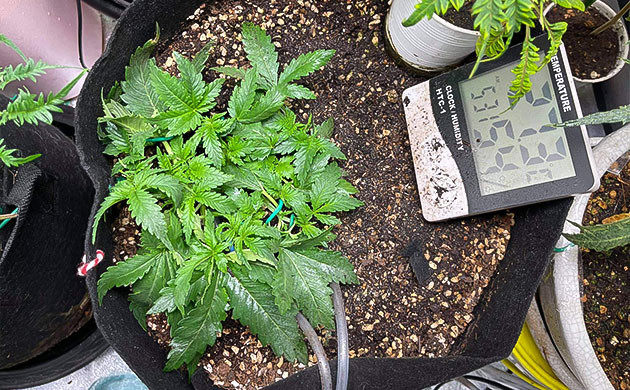 Дополнительный подгиб остальных ветвей Приземистый подогнутый куст конопли