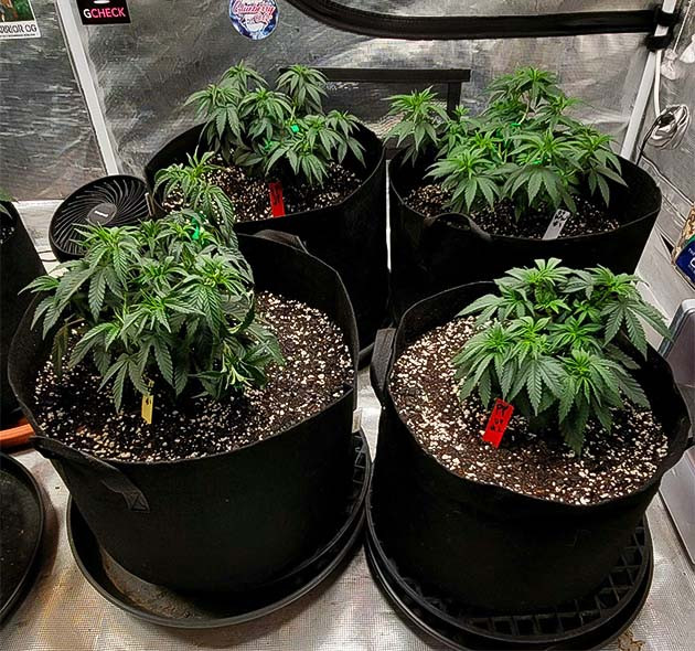 Дефолиация Power Plant X