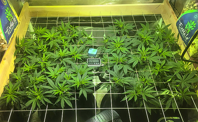 Sapphire OG достигает сетки Прорыв Sapphire OG: достижение сетки