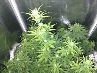 Цветение марихуаны Gorilla Auto