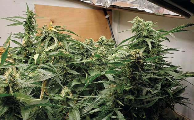 Рост шишек на 10 неделе выращивания Mexican Airlines auto fem Соцветия Mexican Airlines auto fem