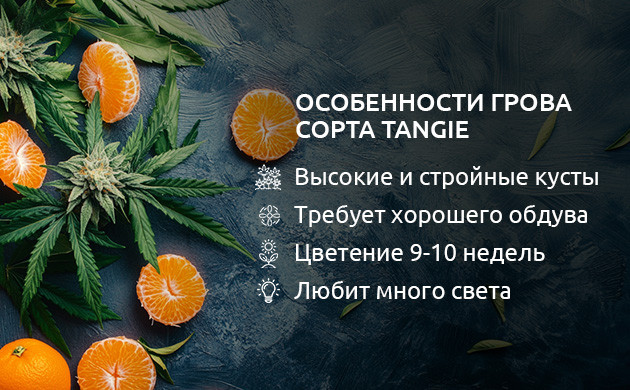 Рост и цветение сорта Tangie