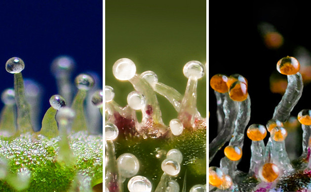 Состояния трихом в зависимости от созревания Трихомы от прозрачного цвета до янтарного