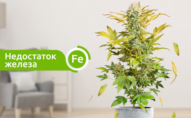 Недостаток железа вызванный неправильным pH Пожелтение верхней части куста