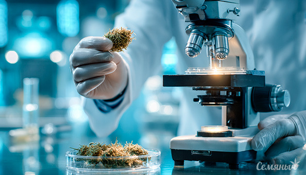 Каннабис с богатым составом каннабиноидов